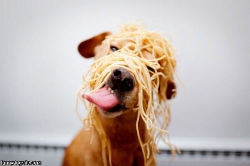 Spaghetti_Dog907